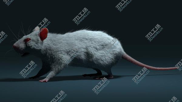 images/goods_img/20210312/Rat (Fur) 3D model/3.jpg